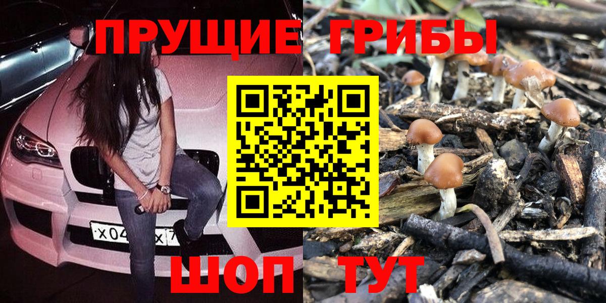 Кудымкар  Псилоцибиновые грибы Psilocybe  Вход с VPN 